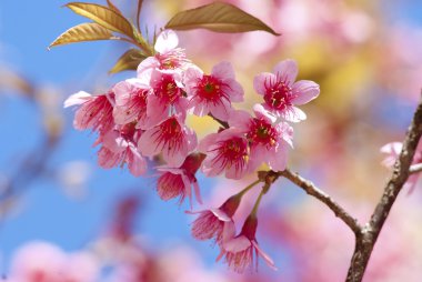Sakura çiçekler