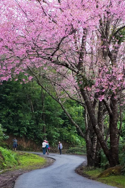 Alberi di Sakura rosa — Foto Stock