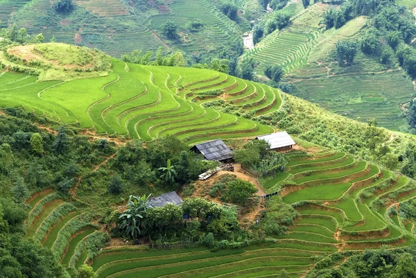 Teraszos rizs mező — Stock Fotó