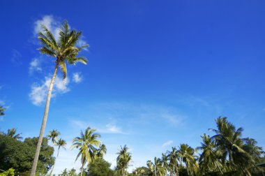 Hindistan cevizi avuç içi