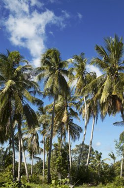 Hindistan cevizi avuç içi