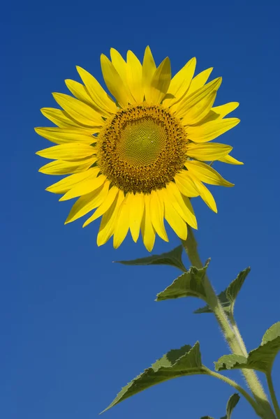 Tek ayçiçeği — Stok fotoğraf