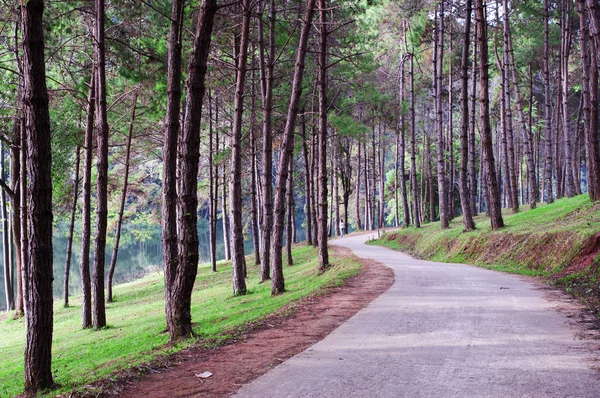 穿过松树林的道路 — 图库照片