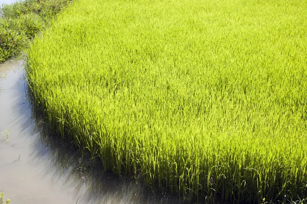 Campo de arroz joven —  Fotos de Stock