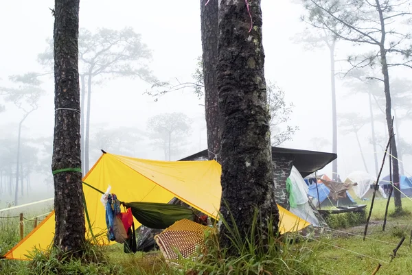 Campsite in a pine forest — Stock Photo, Image