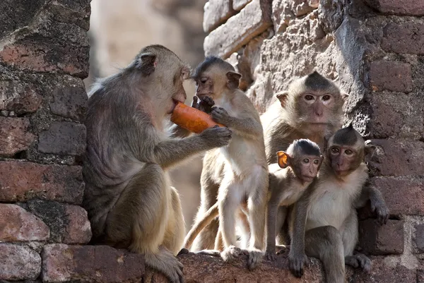 Five monkeys — Stock Photo, Image