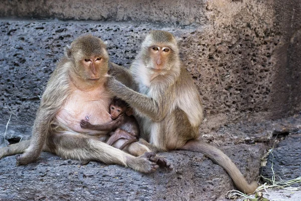 Monkey helping mother getting rid of fleas — Stock Photo, Image