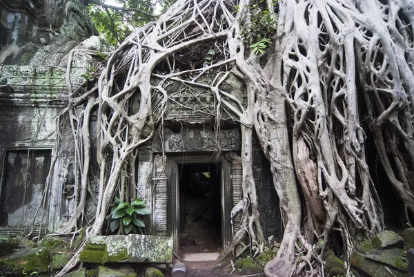 Ta Prohm — Stockfoto