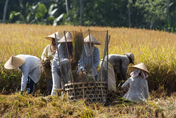 Rice Winnowing — Stock Photo, Image