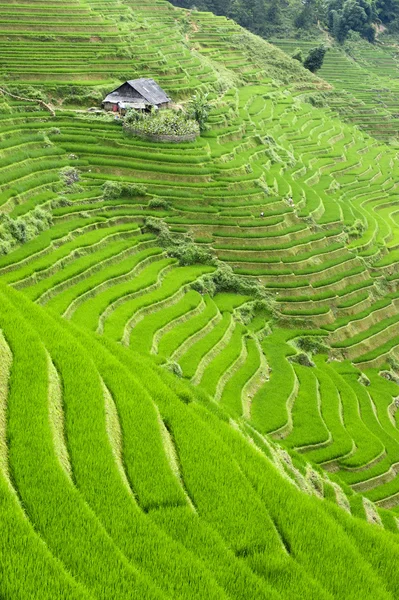 Campo de arroz adosado —  Fotos de Stock