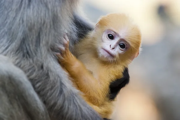 Monkey en baby — Stockfoto