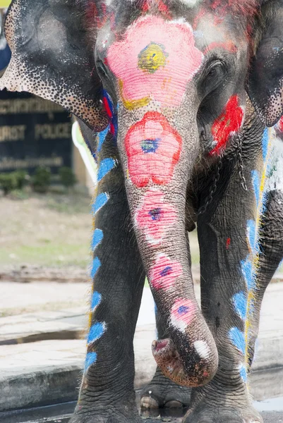 Målade elefant — Stockfoto