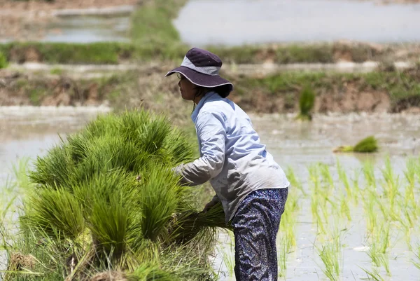 Trasplante de arroz — Foto de Stock