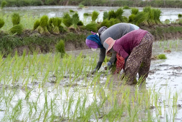 Rice transplanting — Stock Photo, Image