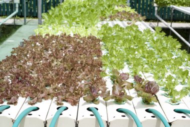 hydroponic sistemi içinde yetişen sebze