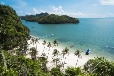 Palmiyeli tropik plaj