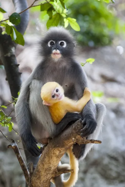 Macaco e bebé — Fotografia de Stock