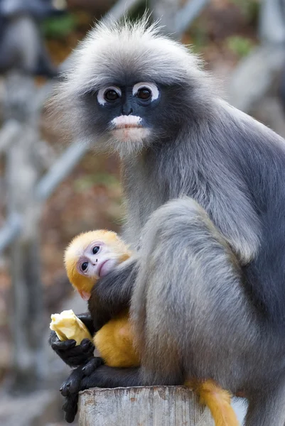 Monkey en baby — Stockfoto