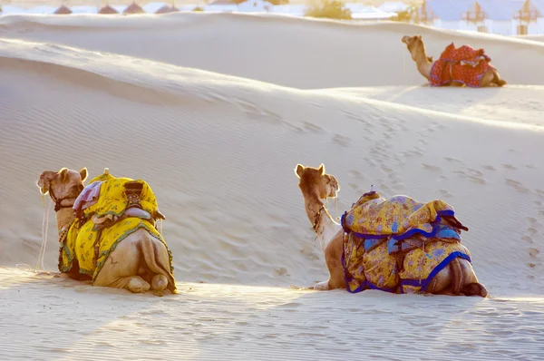 Wielbłądy w pustyni thar — Zdjęcie stockowe