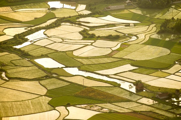 Campo de arroz —  Fotos de Stock