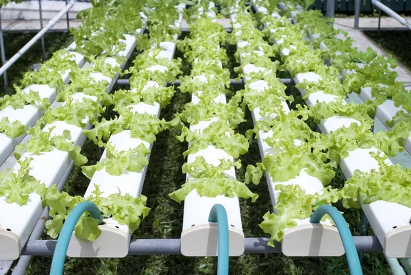 hydroponic sistemi içinde yetişen sebze