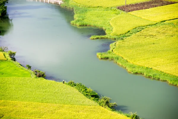 ベトナムの田んぼ — ストック写真