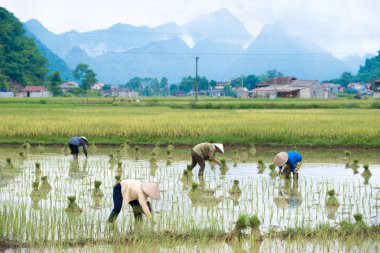 Vietnam'da dikim pirinç