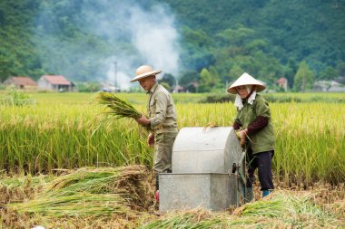 çiftçilerin hububat kaldırmak için mekanik bir testere kullanımı