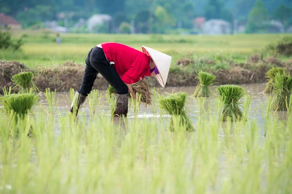 Trasplante de arroz en Vietnam — Foto de Stock