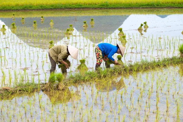 Rijst overplanten in vietnam — Stockfoto