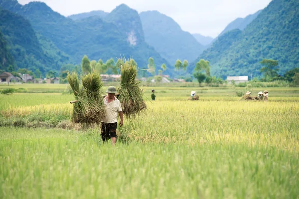 Farmer carries sheaves of rice stalks — Stock Photo, Image