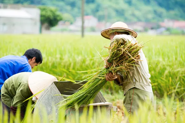 Farmers use a mechanical thresher to remove grains — Stock Photo, Image