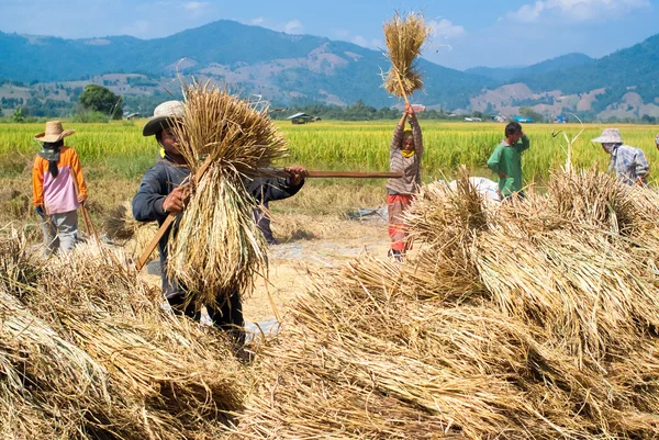 Rice threshing in Chiang Mai — Stock Photo, Image