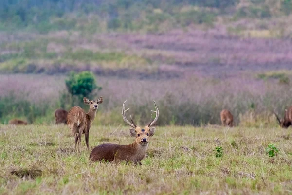 Group of Eld's deers — Stock Photo, Image