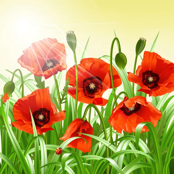 Red poppies in grass., vector
