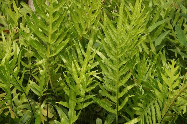 Jardin Vertical Avec Feuille Verte Tropicale Contraste — Photo