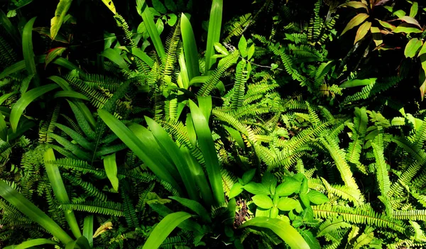Vertikal Trädgård Med Tropiskt Grönt Löv Kontrast — Stockfoto