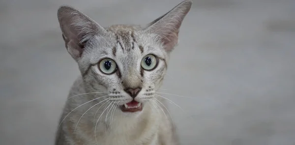 泰街猫的肖像 — 图库照片
