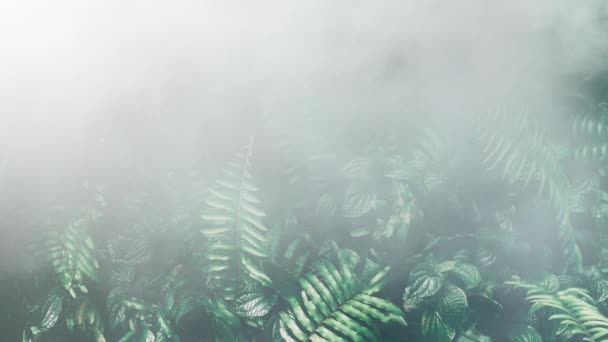 Jardin Vertical Avec Feuille Verte Tropicale Avec Brouillard Mouvant Tonalité — Video