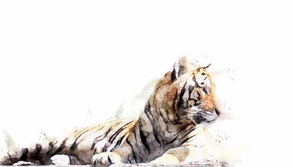 Tigre Está Acostado Tronco Madera Pintura Acuarela —  Fotos de Stock