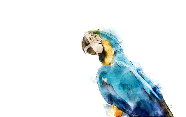 Dibujo Acuarela Colorido Fondo Pájaro Guacamayo — Foto de Stock