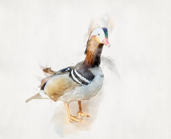Barevný Akvarel Mandarínské Kachny — Stock fotografie