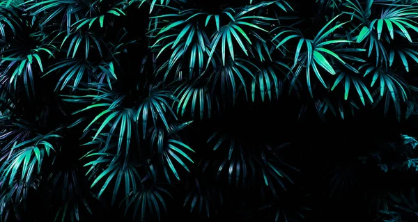 Forêt Feuilles Tropicales Brille Dans Fond Sombre Contraste Élevé — Photo