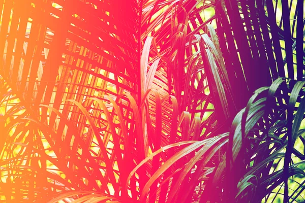 Tropisch Blad Bos Gloeien Het Zwart Licht Achtergrond Hoog Contrast — Stockfoto