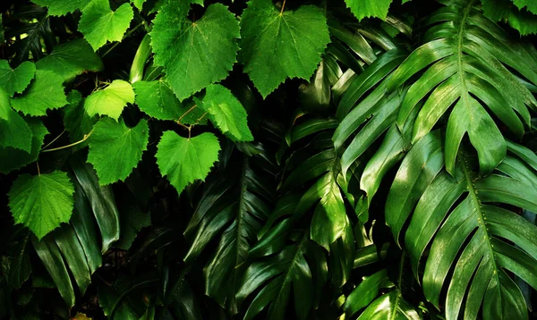 Giardino Verticale Con Foglia Verde Tropicale Contrasto — Foto Stock