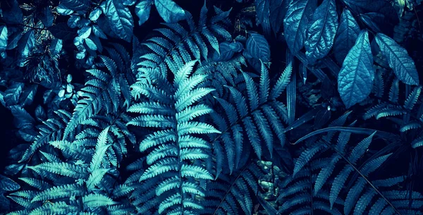 Tropisk Lövskog Glöd Den Mörka Bakgrunden Hög Kontrast — Stockfoto