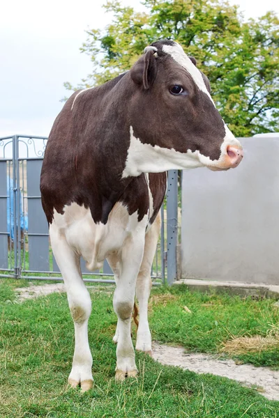 Ko kalv i byn. — Stockfoto