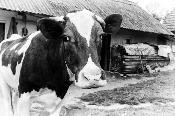 Black-and-white photo on the background of a cow farm. — Stock Photo, Image