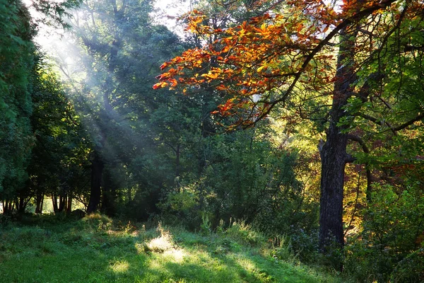 Rayons du matin dans la forêt en été. — Photo