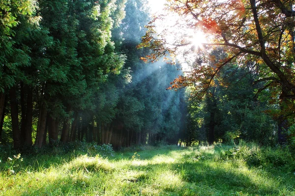 Raios da manhã através das árvores na floresta. — Fotografia de Stock